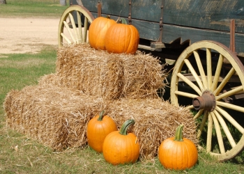 Le importanti qualità della zucca